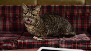 113K views · 13K reactions | Every holiday season, BUB likes to cuddle up by the fire, but it gets too hot! Thanks to her new #Chromecast, BUB can now cuddle up in bed, while enjoying her own Yule Log video on the TV. What are your favorite holiday traditions? Share it with #HolidaysByUs to @GoogleStore on Twitter and you may get a special surprise! #sponsored | Lil Bub | Facebook