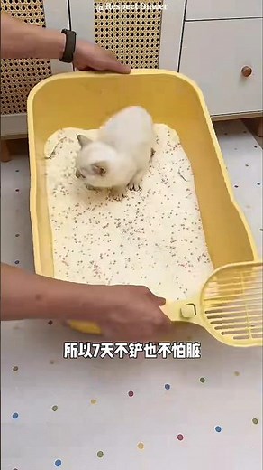 This Man Ordered Special Sand for His Cat #shortvideo