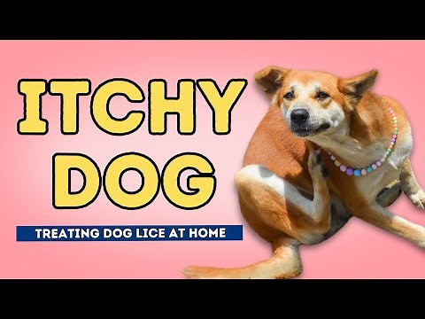 How to Get Rid of Dog Lice