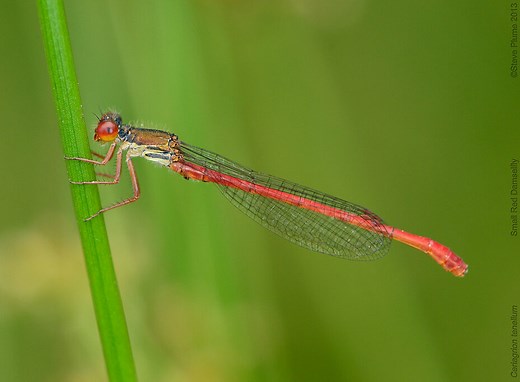 Small Red Damselfly - British Dragonfly Society