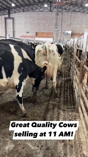 Join us at Premeir Livestock’s Auction Barn today, Wednesday November 12th to buy some nice cows to add to your operation! | Premier Livestock & Auctions LLC