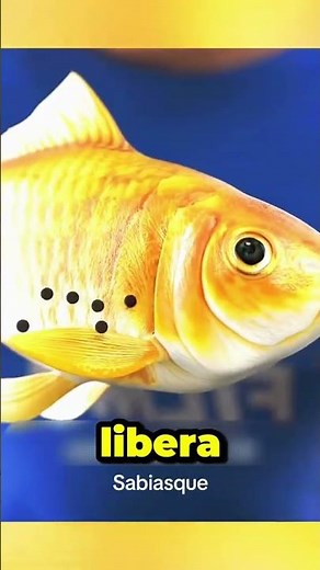 🐟 How do fish breathe? The underwater secret