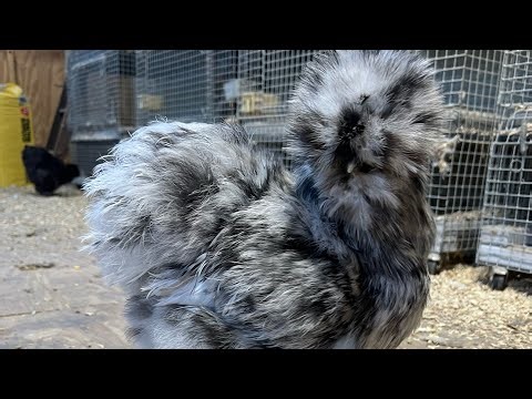 How to AI a chicken