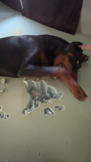 Bad Boy Dobermans: Hilarious and Mischievous Moments