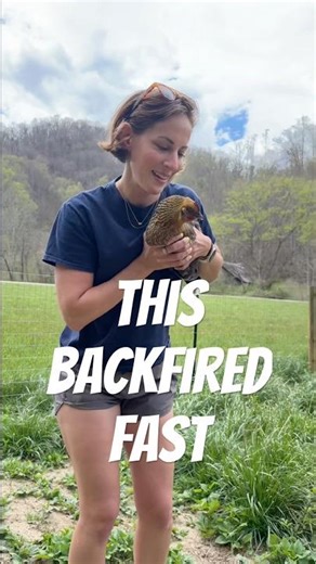 My Broody Hen Rejected the Chicks… Now What?