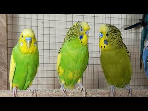 3 Hours of Joy A Compilation of Budgies Playing and Chirping for your sad Budgies and birds