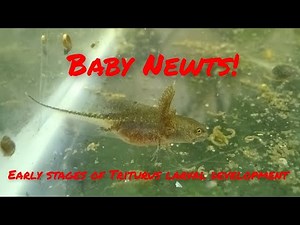 Early stages of crested newt larval development
