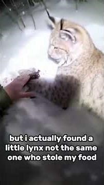 this lynx stole my last bag of food but i never thought we would become friends
