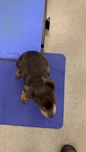 23K views · 3.1K reactions | Our little Forrest pup with Swimmers Syndrome is walking unassisted! Hip, hip, hooray and mad love to Kim Raible at Cary Street Veterinary Hospital for donating her time to help him! #weareyourcityshelter #runforrestrun #hesonthemove #lovewins | Richmond Animal Care & Control | Facebook