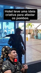 Falcoaria trabalhando no controle de pombos #animais #pombos #falcão #hotel | Wende Crispim Flix