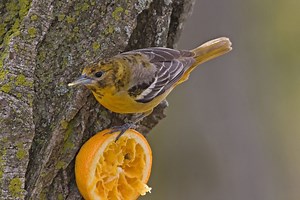 29 Yellow Birds In New York (ID And Song Guide)
