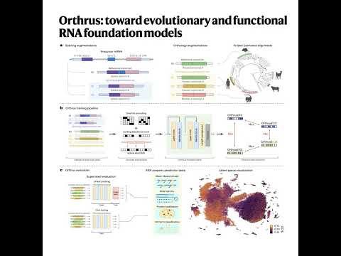 900-Orthrus: Evolutionary Functional RNA Foundation Models