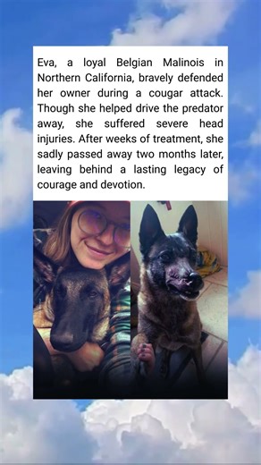 Eva the Hero Dog Who Gave Everything