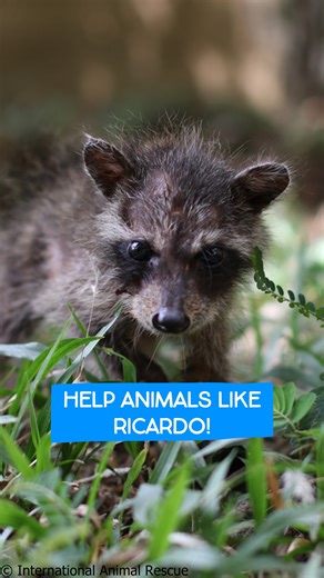 Behind every photo in one of our new 2024 calendars (LINK IN COMMENTS) is a story… And today, we would like to tell you the story of Ricardo, a beautiful young raccoon that was severely burnt by forest fires in Costa Rica. After losing his mother to the blaze, he managed to crawl his way to safety where he was eventually found by our rescue team. He had burns all over his body, and even had some melted blue plastic stuck in his fur! But Ricardo didn't give up, and nor did we! Day by day, he grew