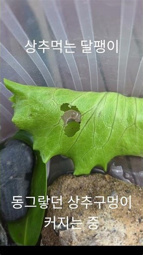 상추먹는달팽이(lettuce-eating snail)