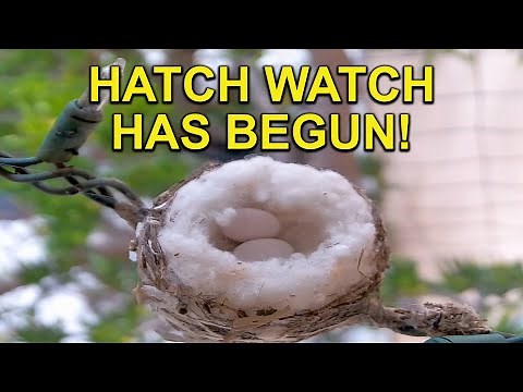 Watch These Allen's Hummingbird Eggs Hatch Live!