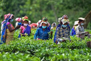 North Bengal tea garden workers to get 20 per cent bonus
