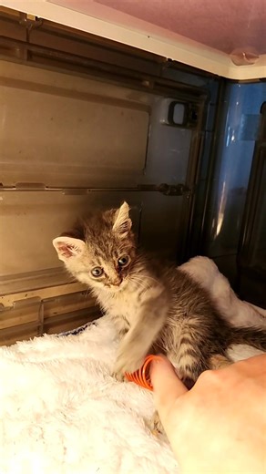 216K views · 10K reactions | Look at that leg action!! Grace...