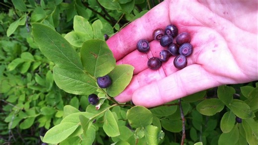 Practice good huckleberry foraging this summer