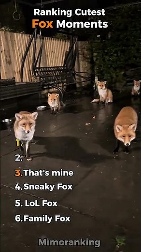 Ranking Cutest Fox Moments 🦊#shorts #fox