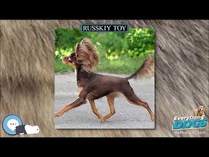Russkiy Toy 🐶🐾 Everything Dog Breeds 🐾🐶