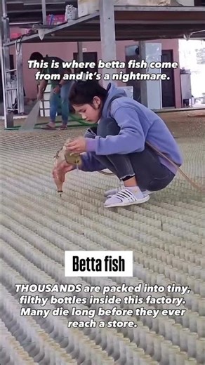 Betta fish aren’t décor! They’re living beings forced into a life of misery 💔