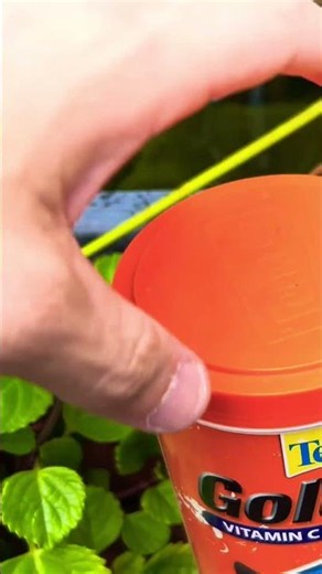 Feeding My Pond Goldfish || Feeding Goldfish Episode 116 #feedingfish #feedinggoldfish #goldfish