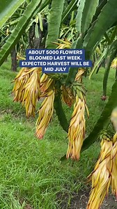 Victoria Farm on Reels