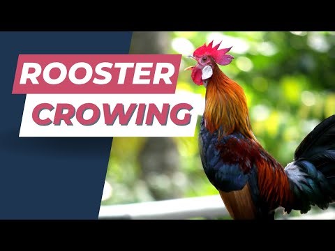 Rooster Crow Sound Effect | Realistic Morning Farm Animal Call