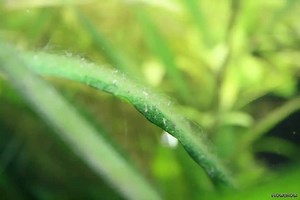Thread algae in the Aquarium - How to Get rid of Them