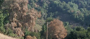 What is Sudden Oak Death? - Sudden Oak Death