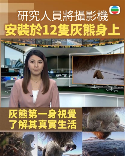 【 #灰熊視覺 】 美國華盛頓州立大學的研究人員，在阿拉斯加的北坡地區，把攝影機安裝在12隻灰熊身上，拍攝牠們的日常生活。 報道：https://news.tvb.com/tc/world/698c24723f9518a5ccf5d5ee ------------------------------- 【立即下載】全新《TVB 新聞＋》App 跨越新聞領域，緊貼生活娛樂！世界資訊一手掌握 📲 iOS: https://tinyurl.com/53fkwkfd Android: https://tinyurl.com/ywkuthx5 Huawei: https://tinyurl.com/kjb4sfrj | 無綫新聞 TVB News