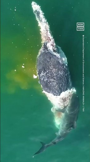 Tiger Shark Feeding Frenzy Caught on Camera in Australia