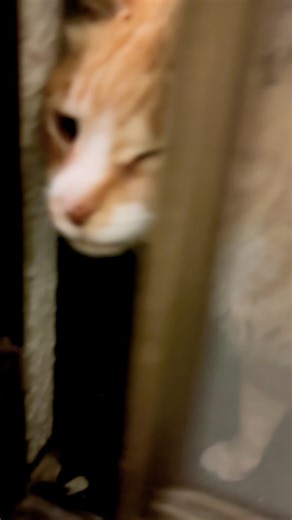 早く開けるにゃ😾 #かわいすぎる #茶白猫 #ぬいぐるみ
