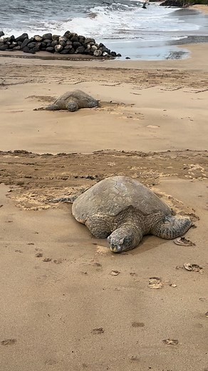51 reactions | Happy #turtletuesday! Basking green sea turtles living their best lives on the beach next to the sanctuary remind us that sometimes, it’s okay to spend all day sleeping on the beach!  #seaturtle #honu #sleepyturtles #relaxation | Hawaiian Islands Humpback Whale National Marine Sanctuary | Facebook