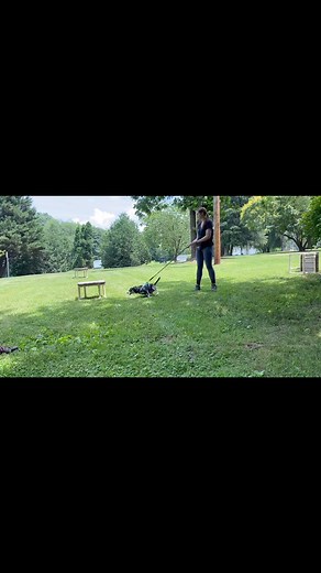 2K views · 31 reactions | Odie is a 7 year old terrier mix who has...