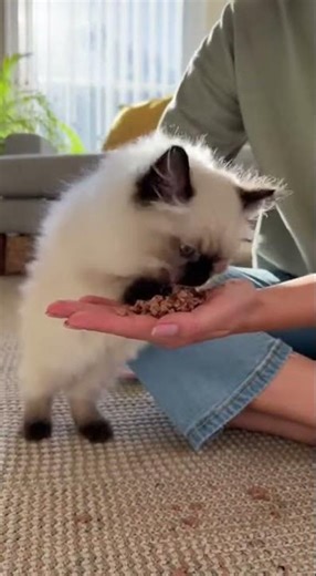 Himalayan Kitten's Messy Hand Feed Fun🥰! #funnykitten #cat #viral #shorts #cats