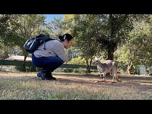 Visiting The Australian Zoo & Cuddling A Koala