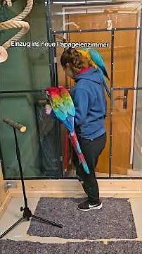 Moving into the new room ❤️ #shorts #animals #bird #birds #nature #diy #parrot #freeflight #macaw