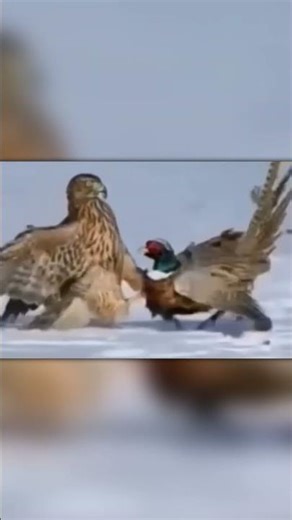 Hawk Attacks and Kills a Pheasant in the Snow!