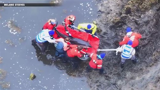 Volunteers, firefighters rescue stranded dolphins on Cape Cod
