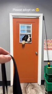 161K views · 10K reactions | Dog's Priceless Reactions When Someone Adopts a Dog ❤️ #dog #dogsoftiktok #doglover #doggo #dogtok #dogs #puppy #puppytiktok #adopt #adoptme #adoption #shelterdog #adopted #heartwarming #wholesome #emotional #hearttouching #reaction #moments #fyp #foryoupage #fyp | Metdaan Animals | Facebook