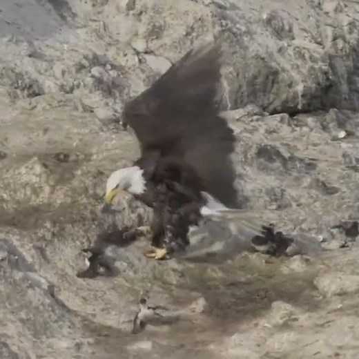 EAGLE VS SEAGULL - Who Wins This Brutal Battle?