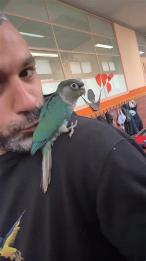 Bébé Conure de mojito