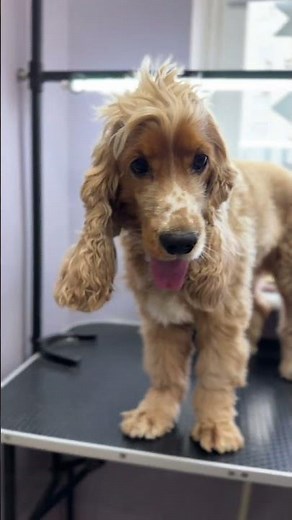 ✂️ Cocker Spaniel Martin’s Stylish Grooming Transformation 🐶