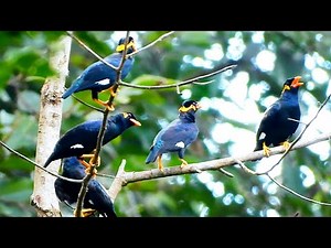 Mynah talking and singing in a group| they look adorable