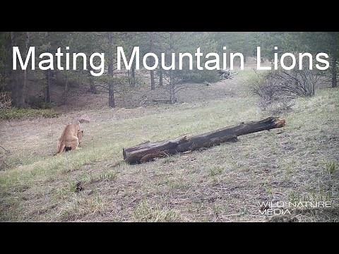 Mountain Lions Mating - Copulation and Relaxing