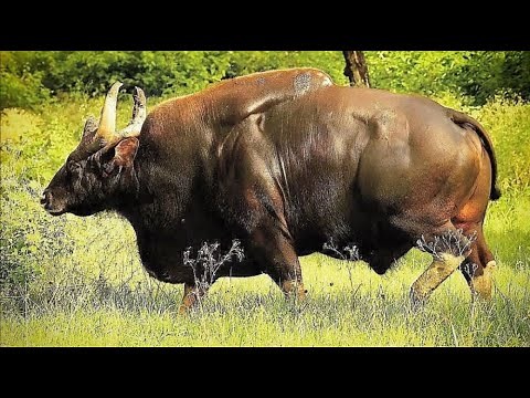 Biggest Bison Ever ! Gaur