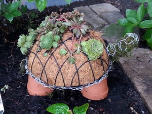 How to Make A Succulent Turtle Topiary - The Salty Knitter