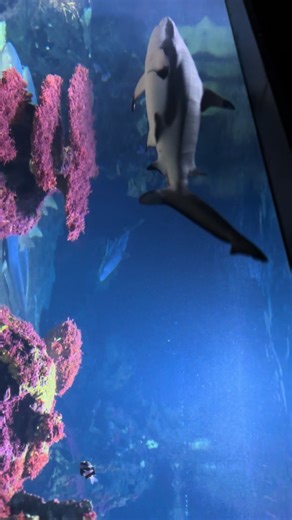 Berlin Zoologischer Garten Aquarium🇩🇪😍🥰 Follow for more interesting videos from Germany 🇩🇪 #Berlin #Aquarium #Zoo #foryoupage❤️❤️ #Winter